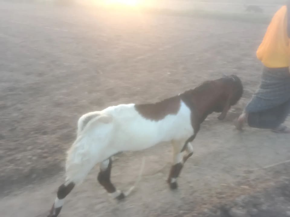 Sojat Goat S0340 in  RAJASTHAN