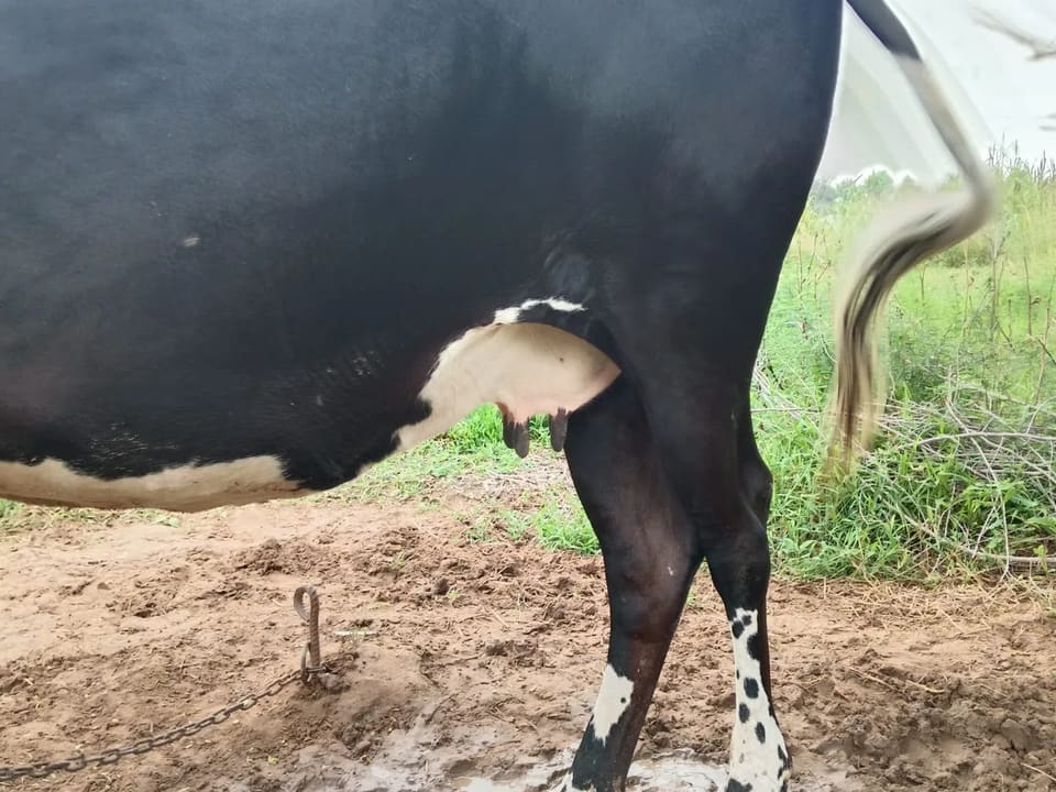 HF Cow in  RAJASTHAN