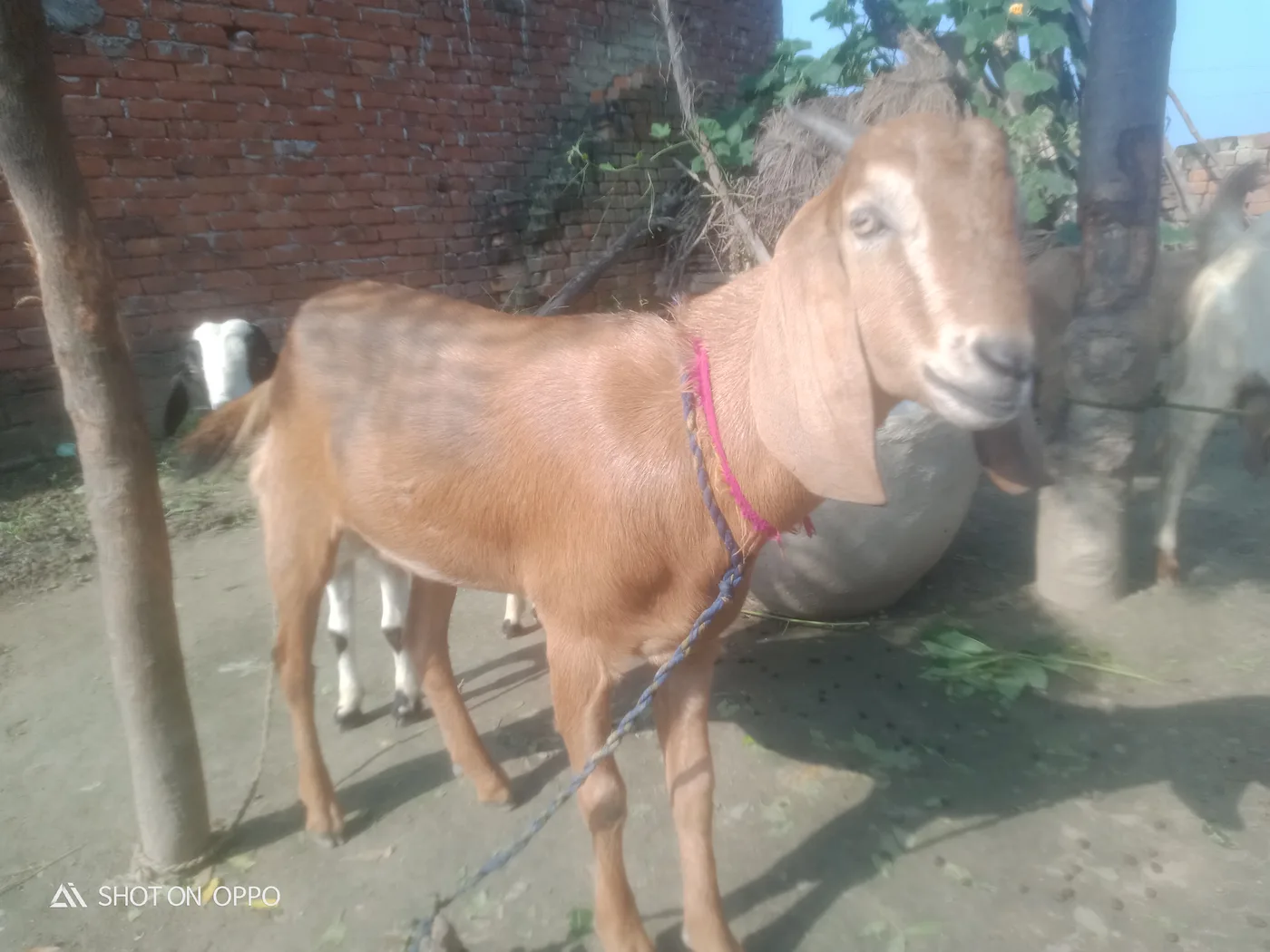 Barbari Goat B0514 in  UTTAR PRADESH