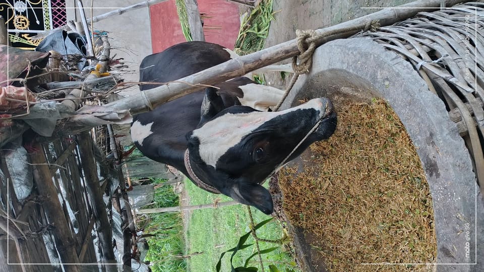 HF Cow in  BIHAR