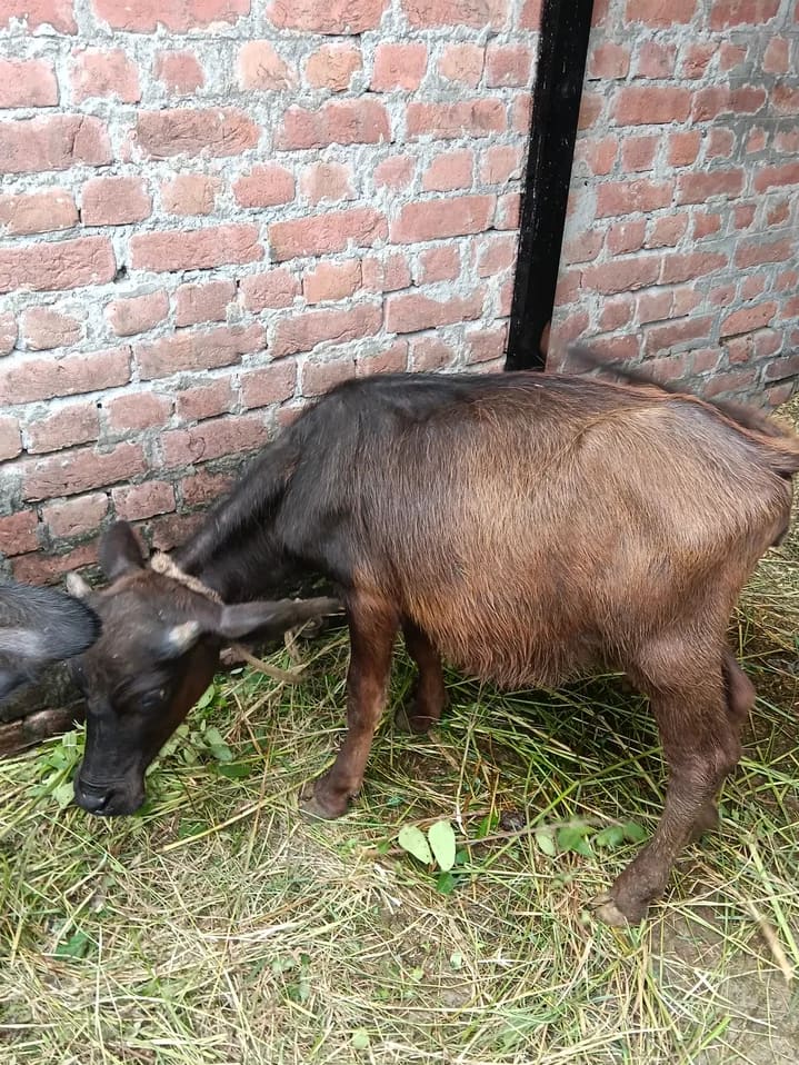 Surti Heifer Buffalo S0412 in  HIMACHAL PRADESH