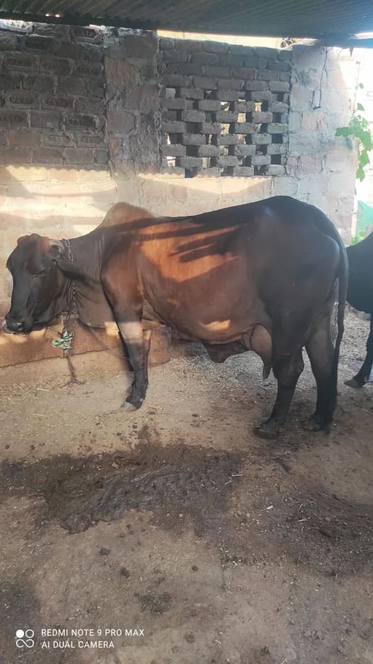 Sahiwal Cow S1921 in  RAJASTHAN