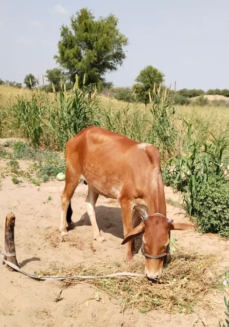 Desi Cow O0094 in  RAJASTHAN