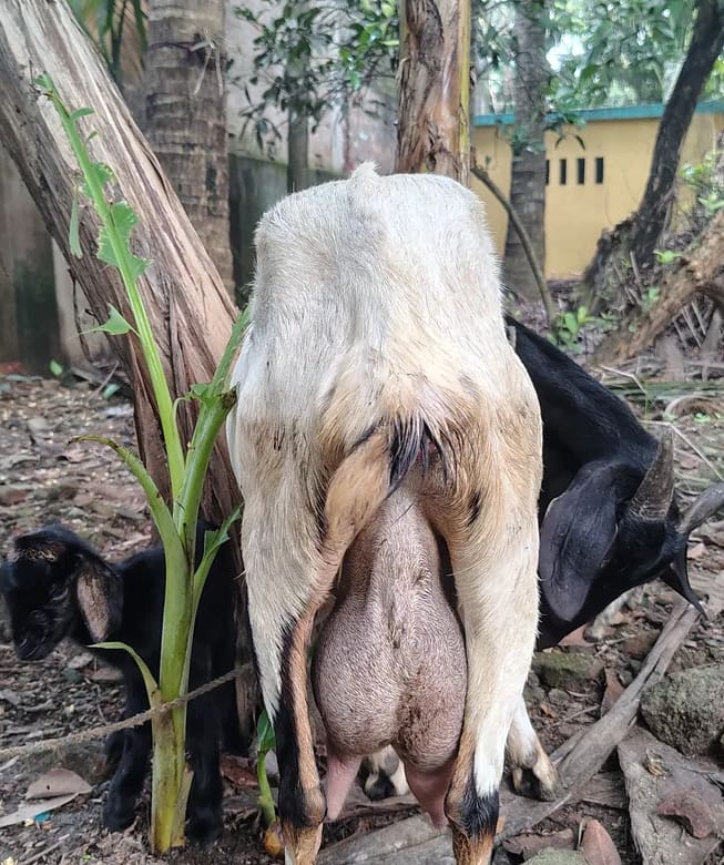 Others Goat in  WEST BENGAL