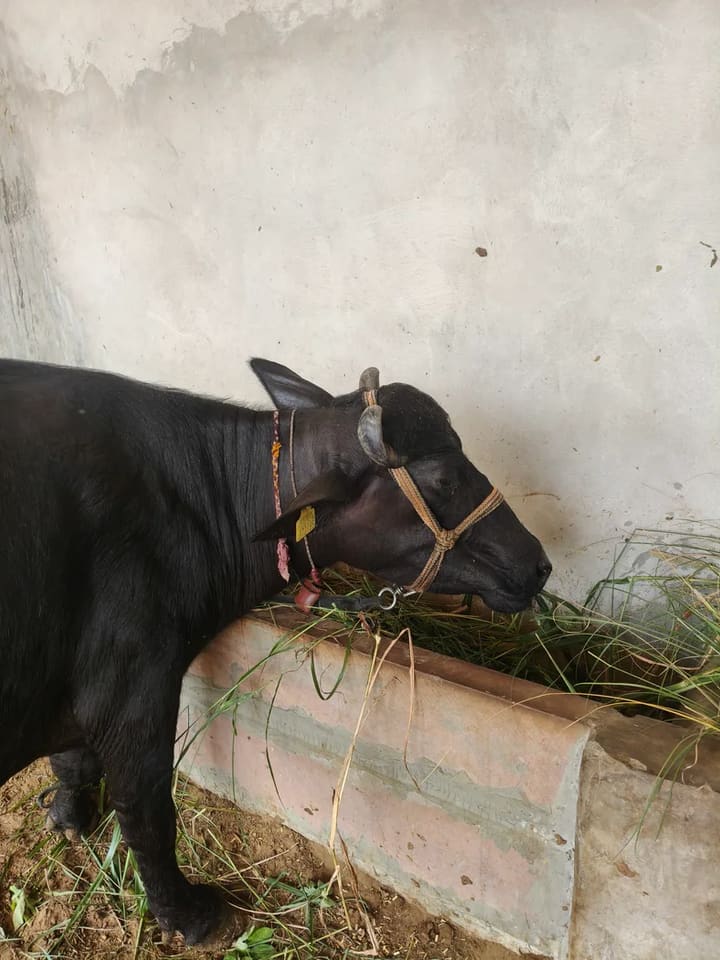 Murrah Buffalo in  RAJASTHAN