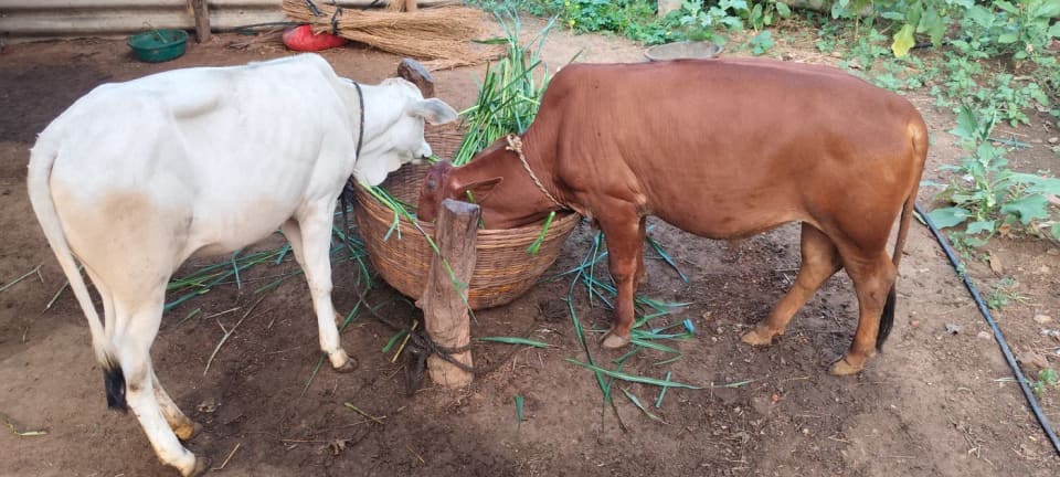 Punganur  Cow P0233 in  TELANGANA