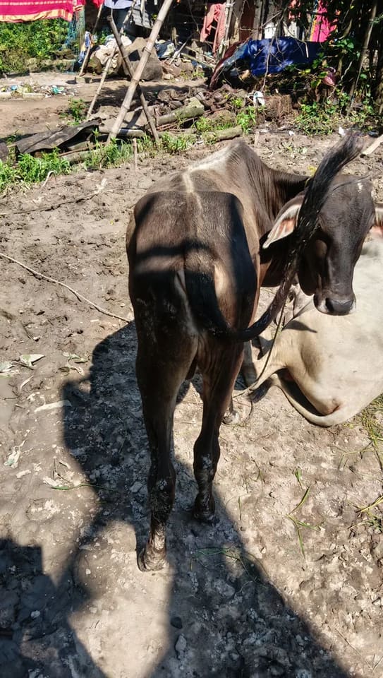 Vechur Cow in  ODISHA