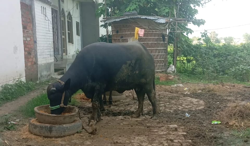 Nili Buffalo N0231 in  UTTAR PRADESH