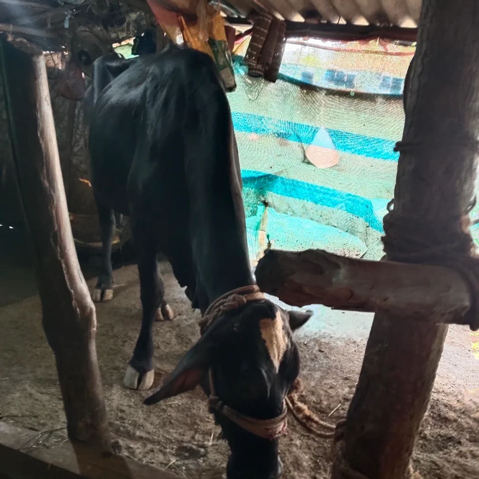 HF Cow in  GUJARAT