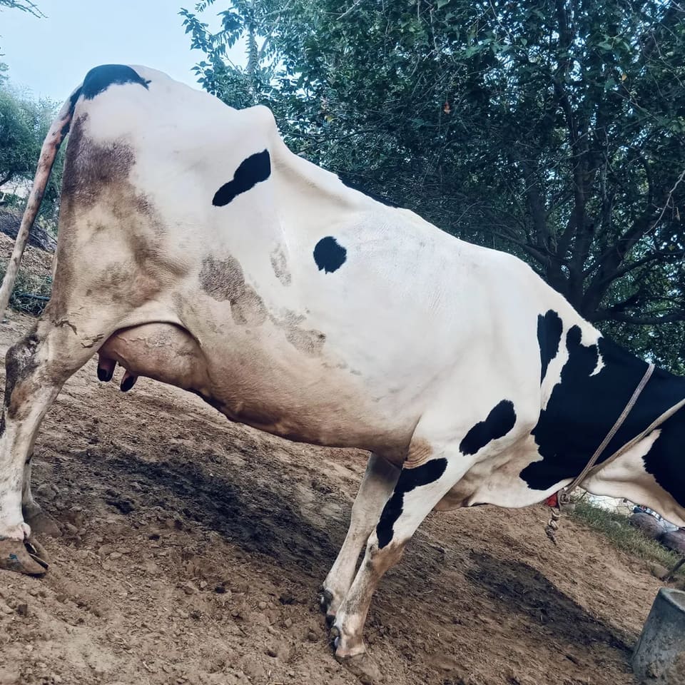 HF Cow H3214 in  RAJASTHAN