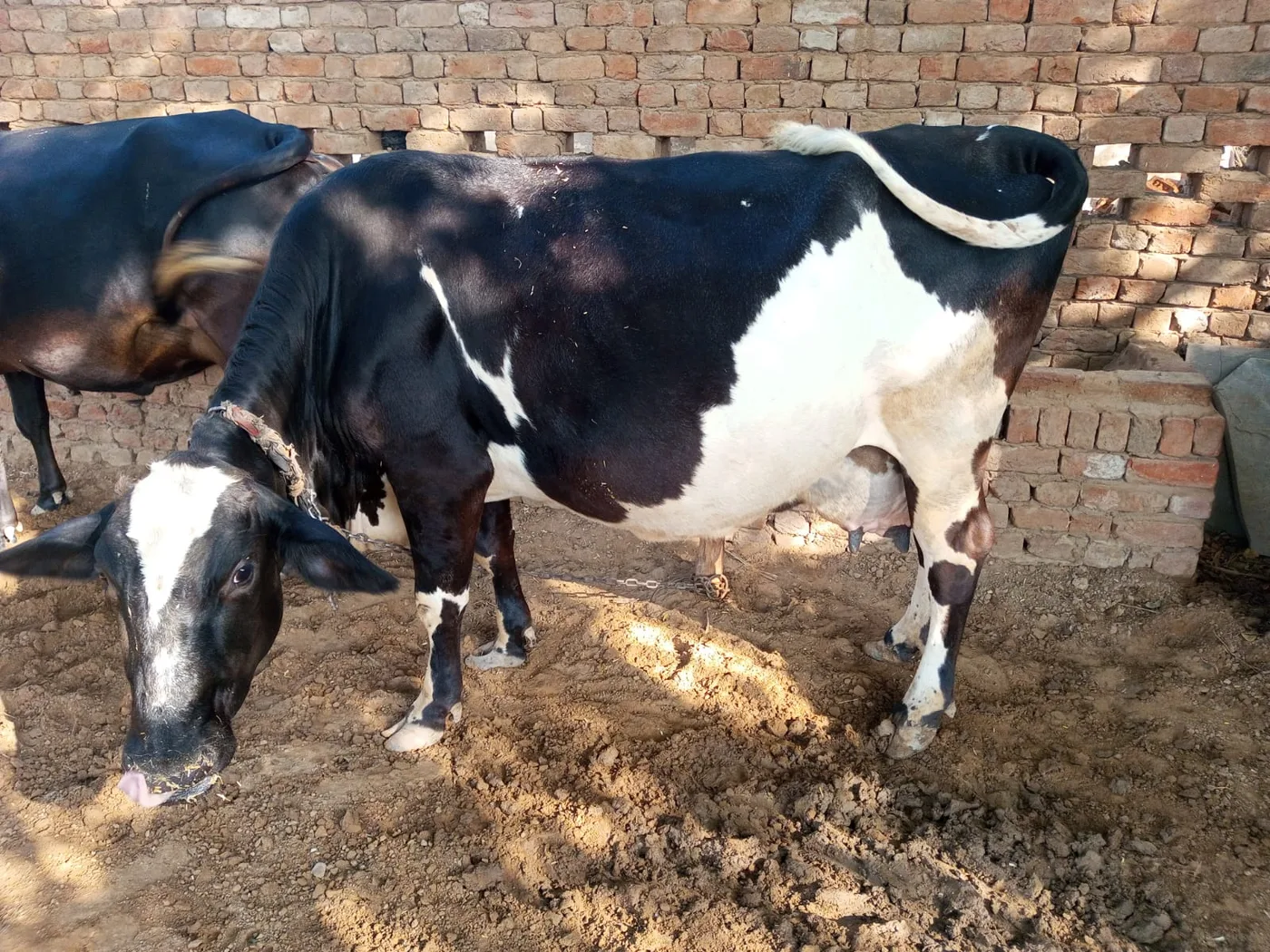 HF Cow H3398 in  RAJASTHAN