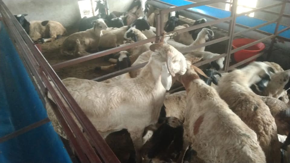 Andhra loval breed Sheep O0087 in  ANDHRA PRADESH