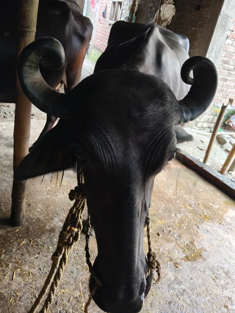 Murrah Buffalo in  BIHAR