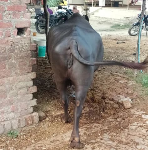 Murrah Buffalo in  UTTAR PRADESH