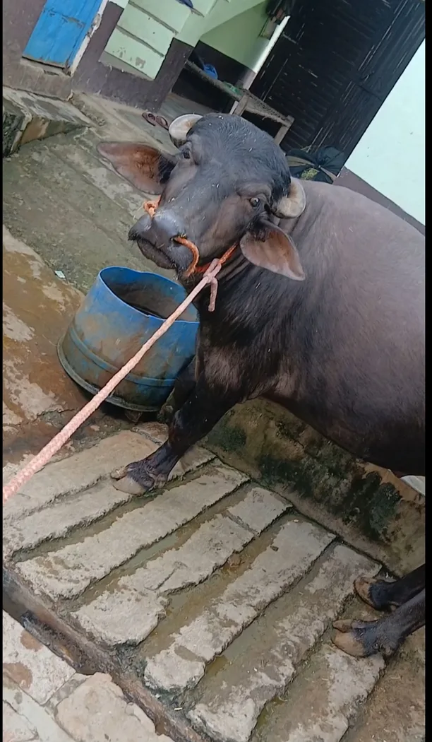 Murrah Buffalo M5066 in  UTTAR PRADESH