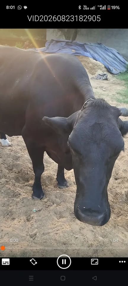 Sahiwal Cow in  RAJASTHAN