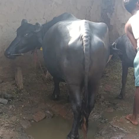 Others Buffalo in  BIHAR
