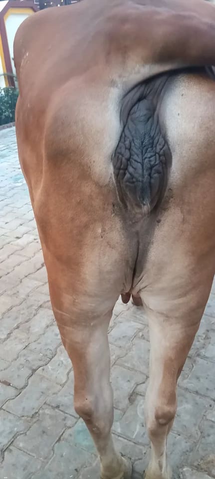 Gir Cow in  UTTAR PRADESH