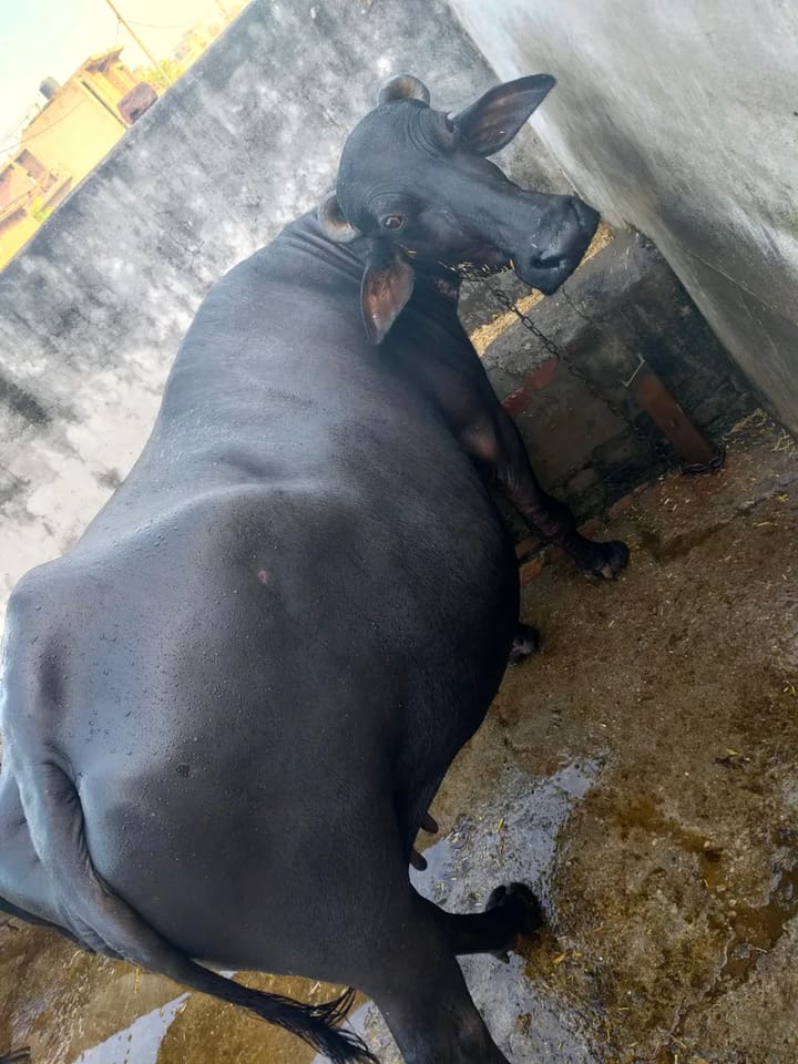 Murrah Buffalo in  HARYANA
