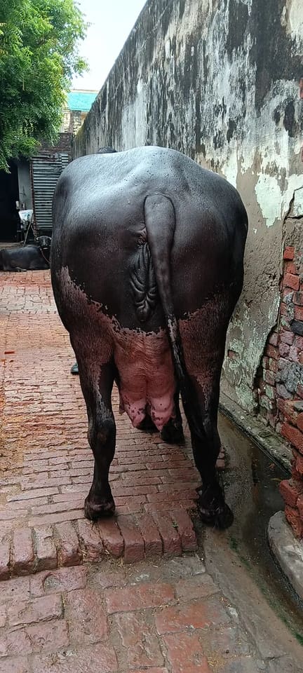 Others Buffalo in  UTTAR PRADESH