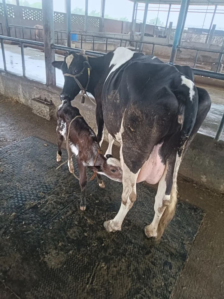 HF Cow in  UTTAR PRADESH
