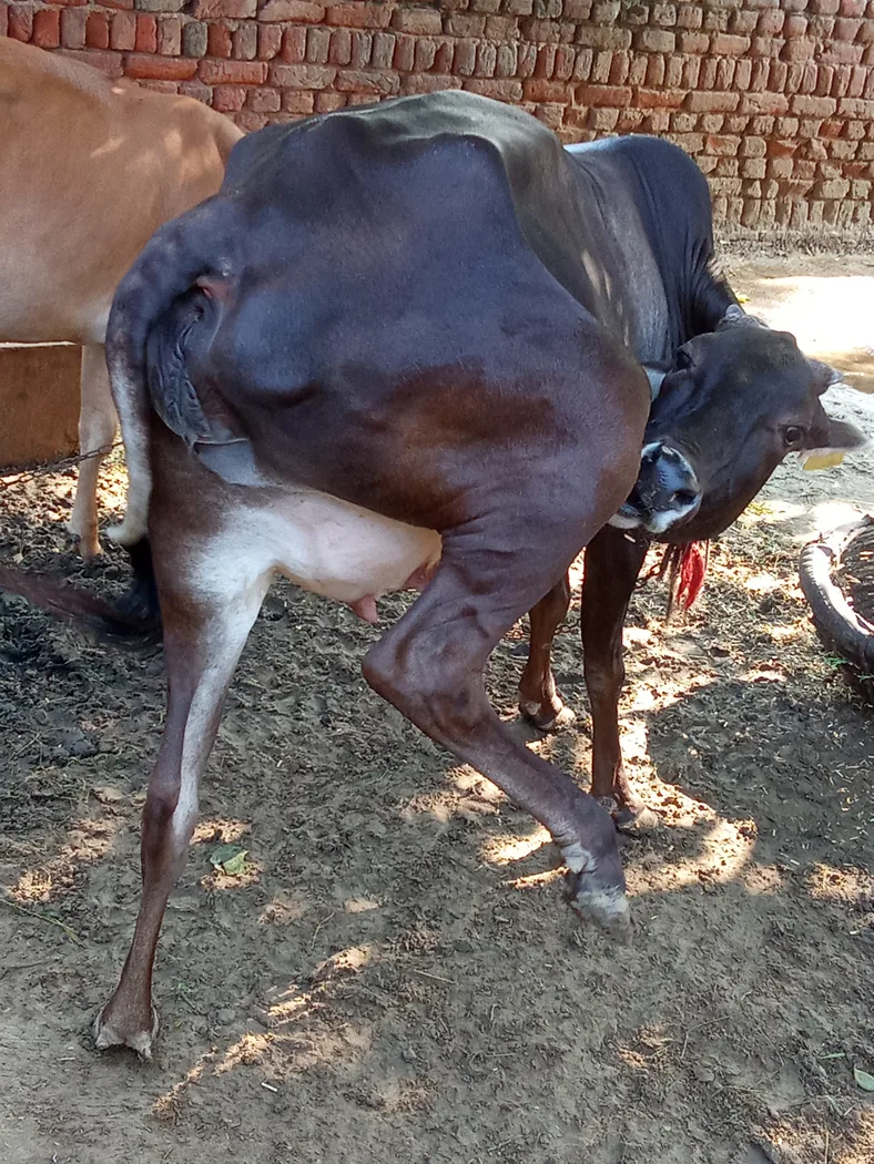 Others Cow in  RAJASTHAN