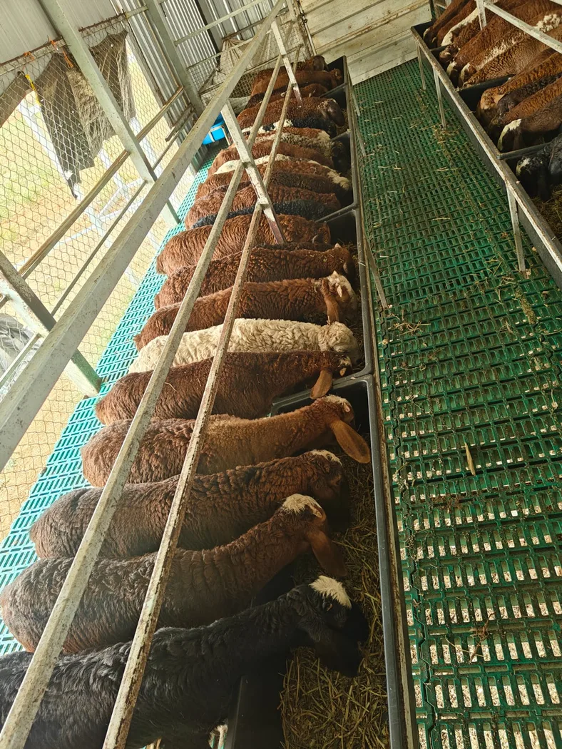 Sindhanoor Sheep in  KARNATAKA