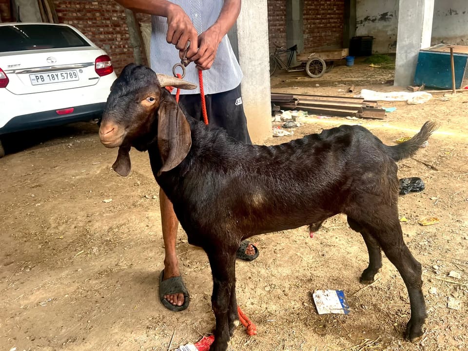 Beetal Goat B0491 in  PUNJAB