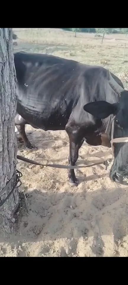 Jersey Cow J1603 in  RAJASTHAN