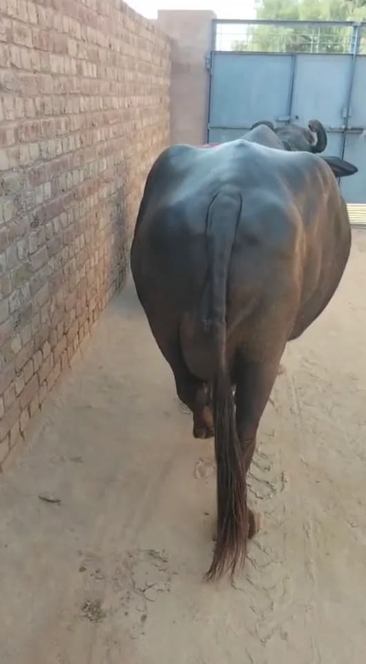 Murrah Buffalo in  RAJASTHAN