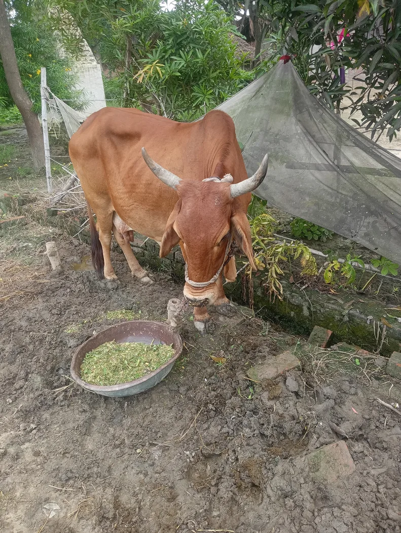 Sahiwal Cow in  UTTAR PRADESH