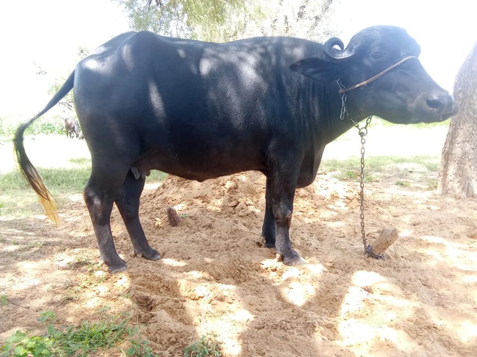 Murrah Buffalo in RAJASTHAN