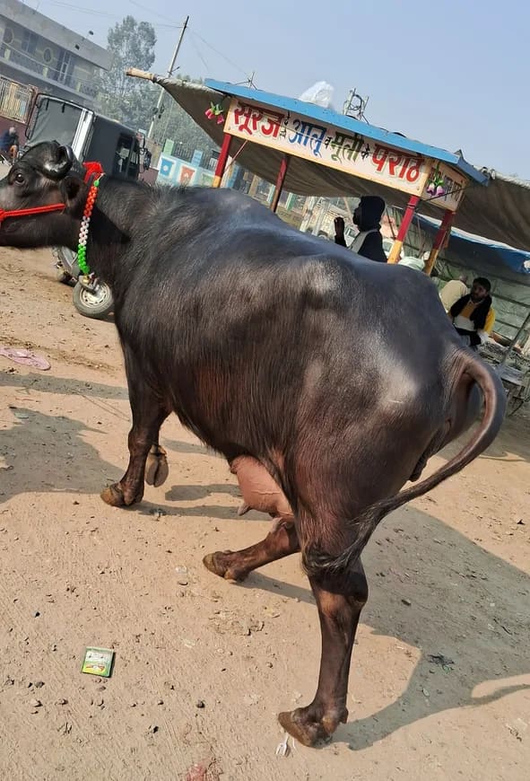 Phalwan Buffalo O0782 in  DELHI