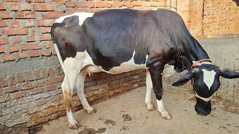 HF Heifer Cow H3344 in  BIHAR