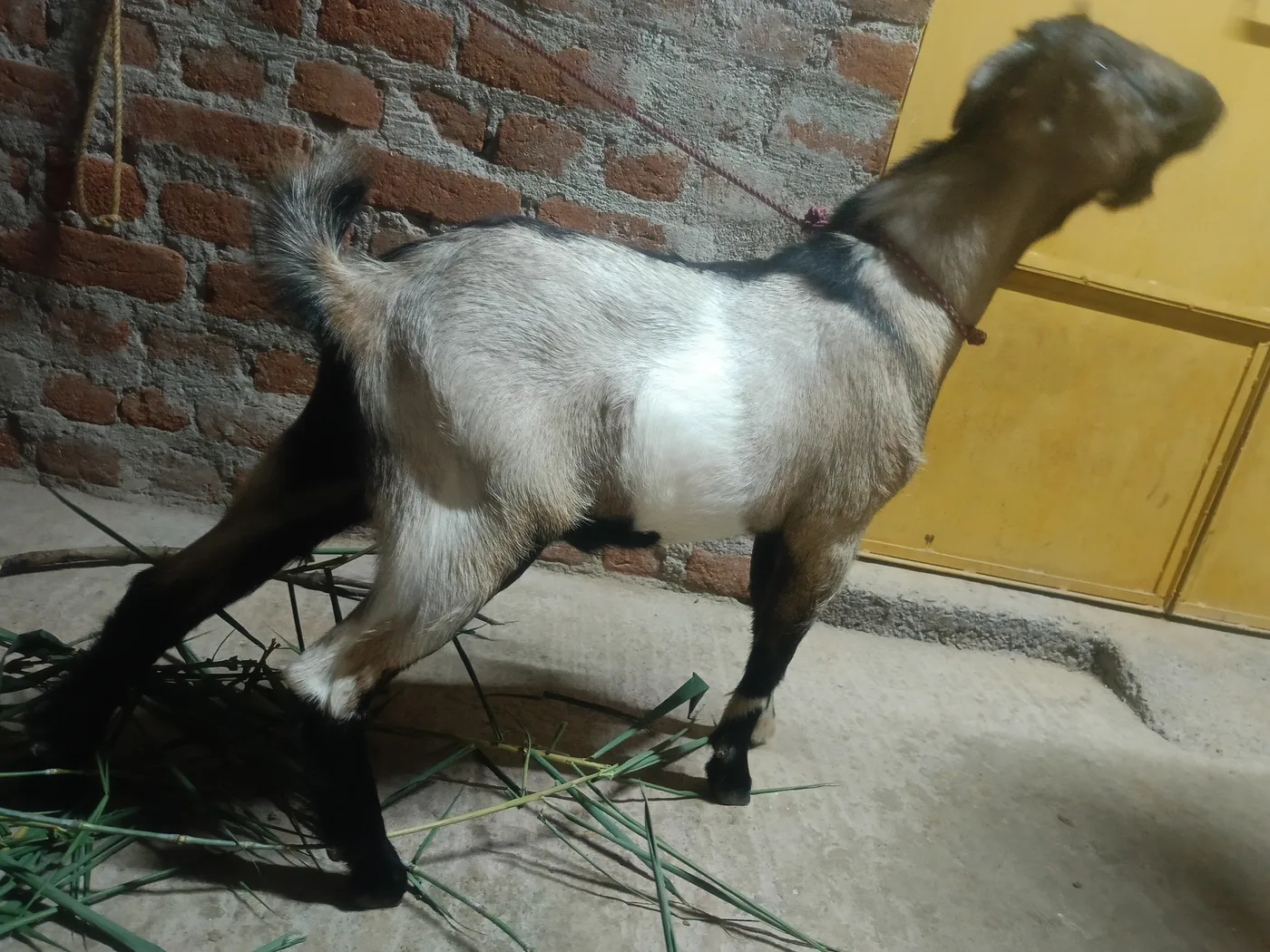 Black Bengal Goat B0099 in JHARKHAND