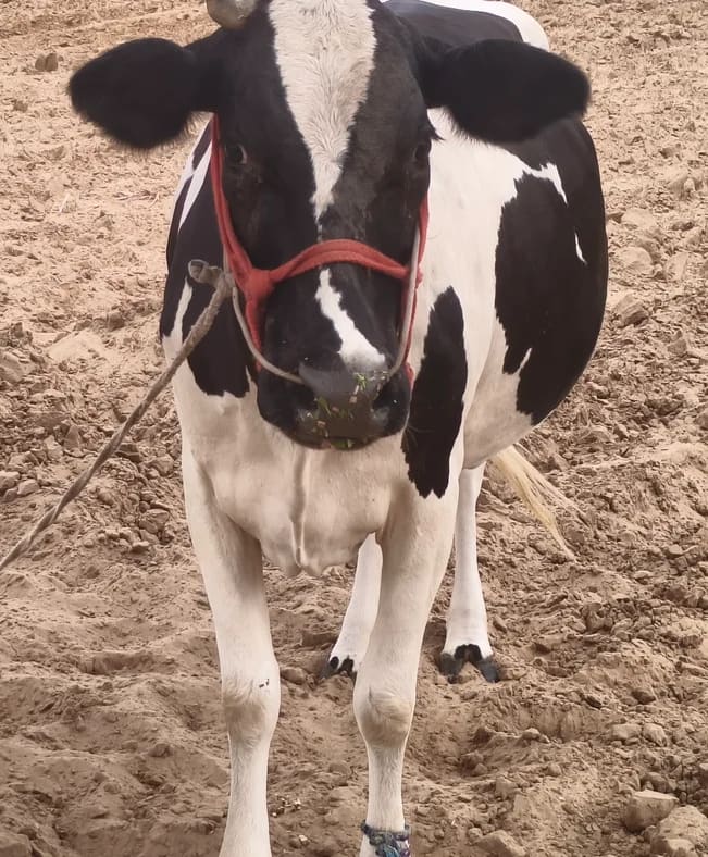 HF Cow in  RAJASTHAN
