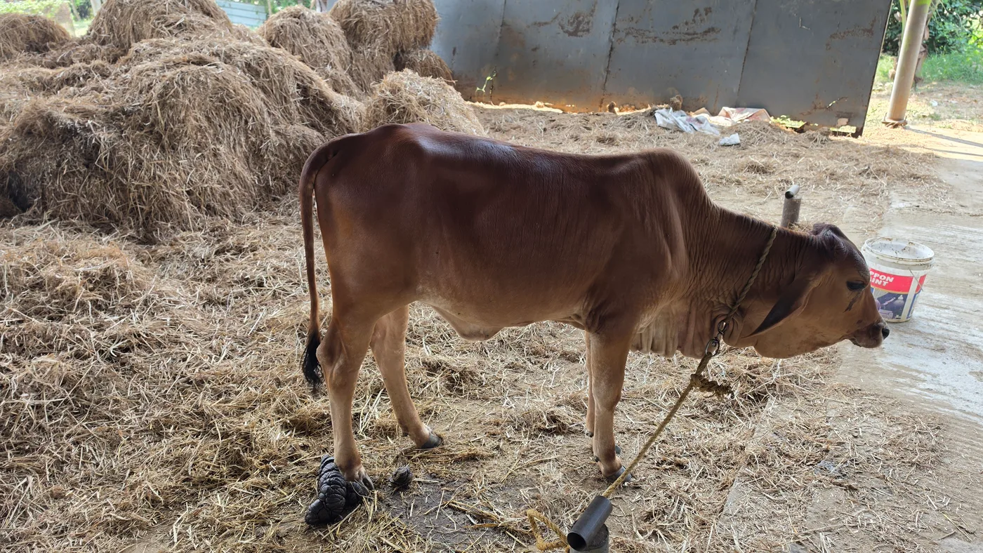 Sahiwal Cow in  TAMIL NADU