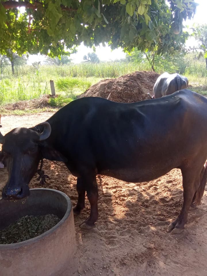 Desi Buffalo O0643 in  RAJASTHAN