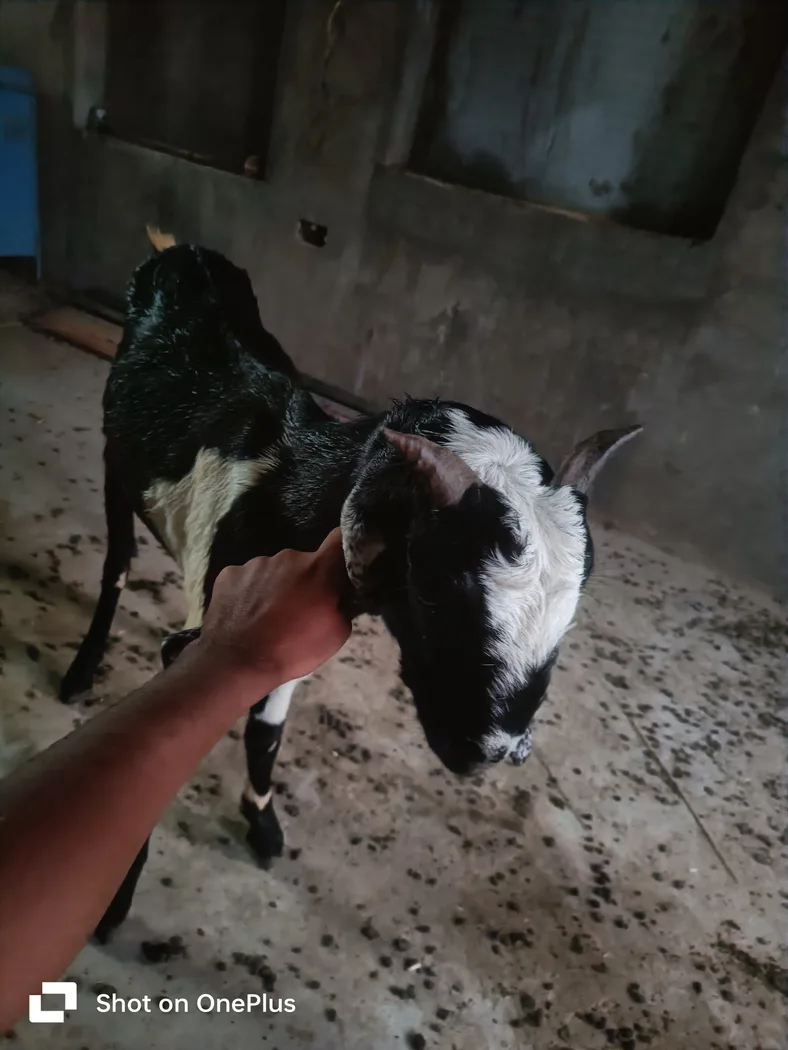 Jakhrana Goat J0230 in  RAJASTHAN