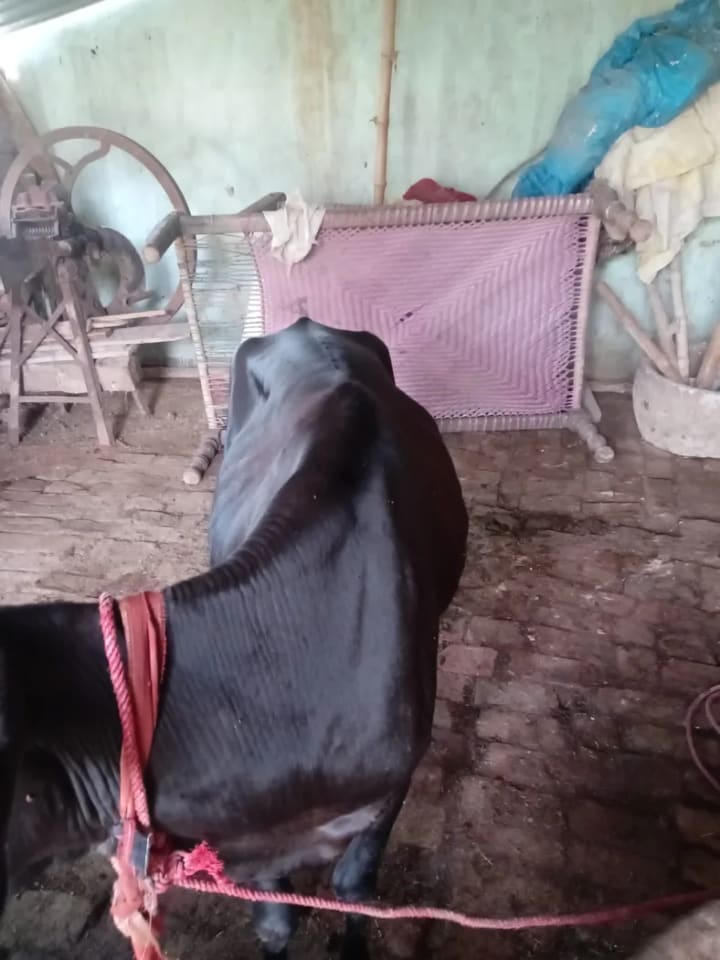 Vechur Cow in  UTTAR PRADESH