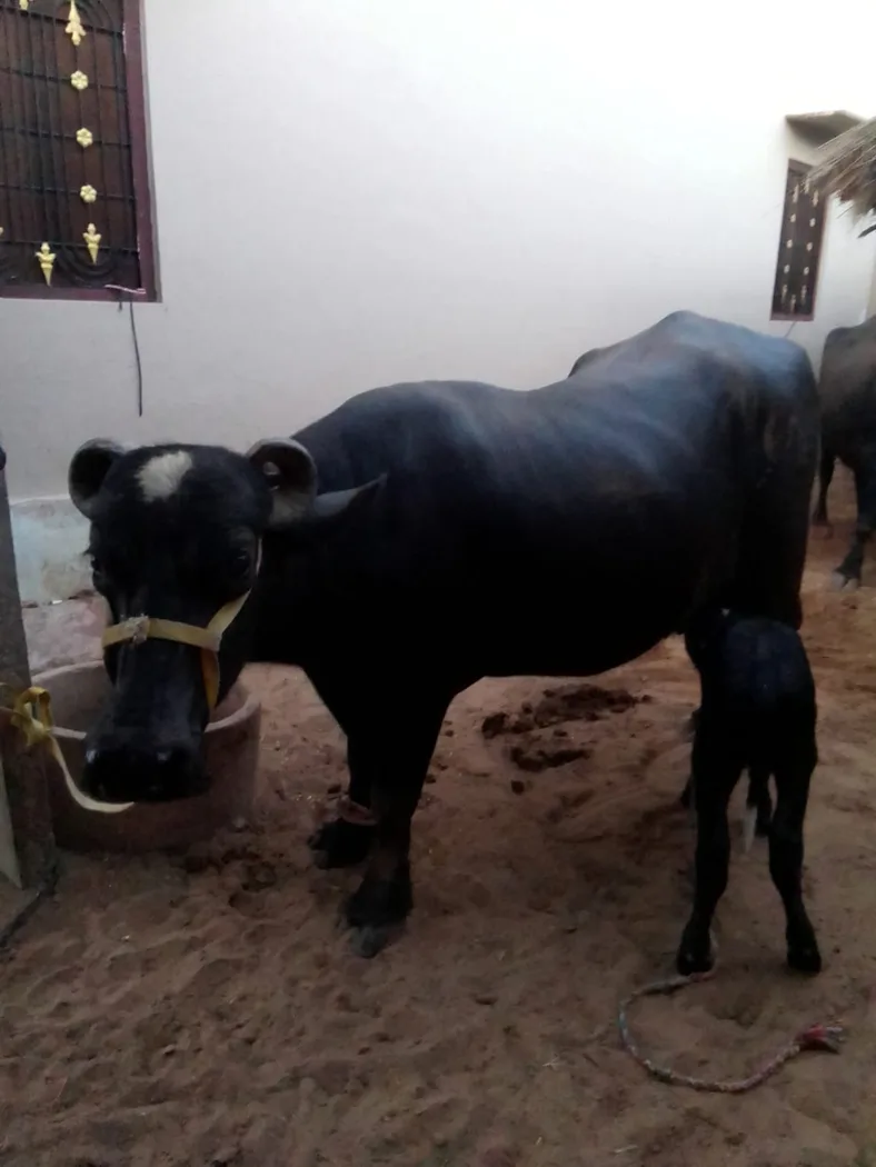 Murrah Buffalo in  RAJASTHAN