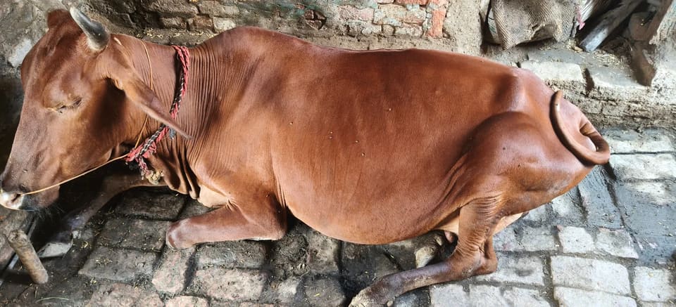 Sahiwal Cow S1926 in  BIHAR