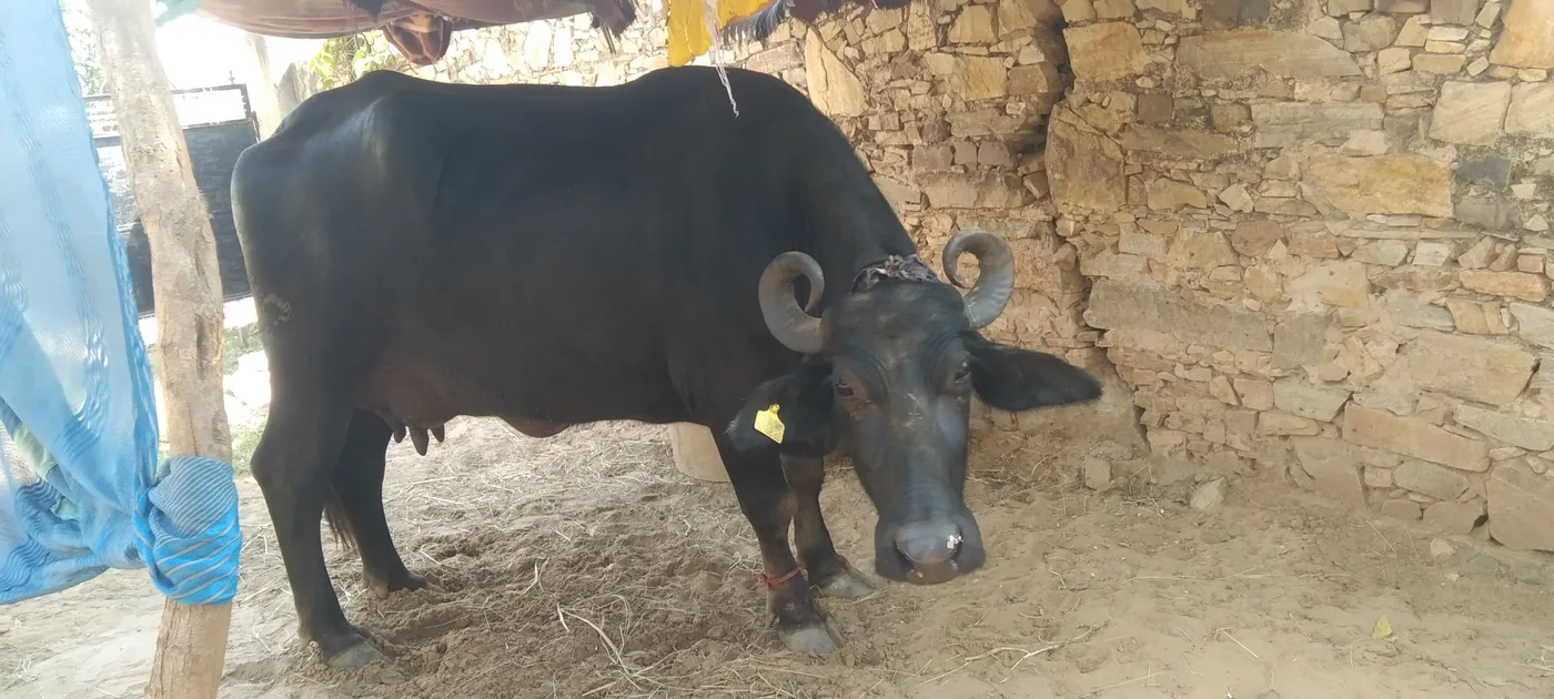 Murrah Buffalo in  RAJASTHAN