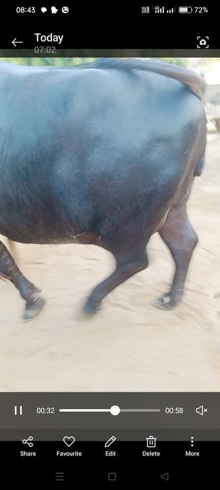 Others Buffalo in  RAJASTHAN