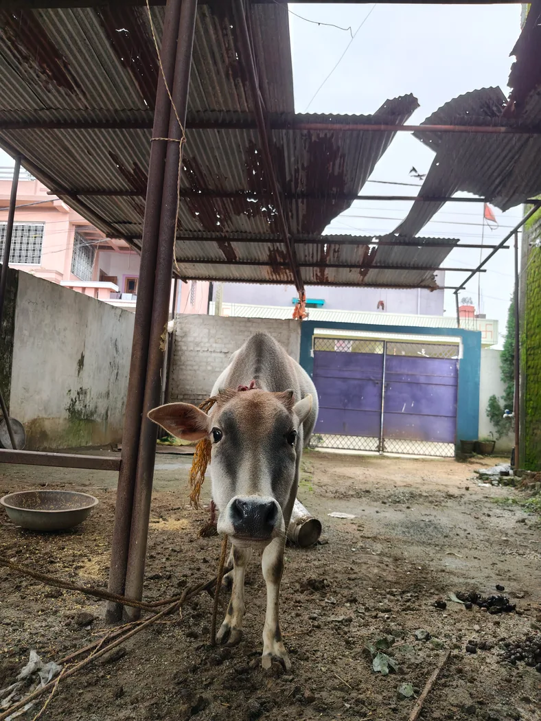 Others Cow in  JHARKHAND