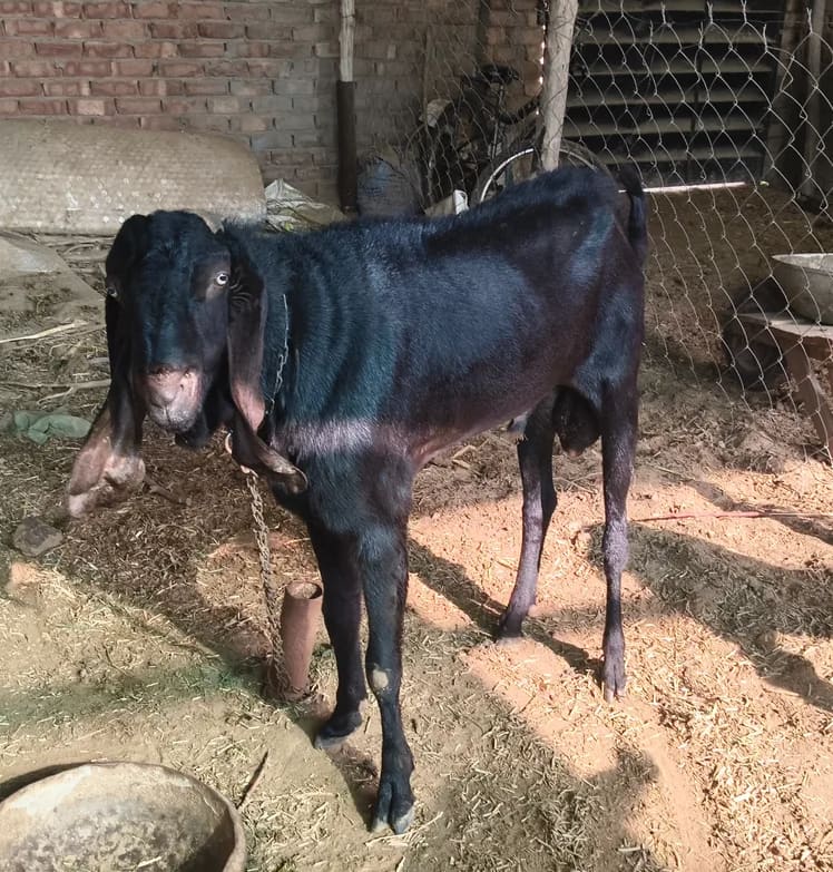 Beetal Goat in  HARYANA