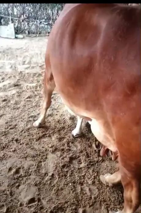Sahiwal Cow in RAJASTHAN