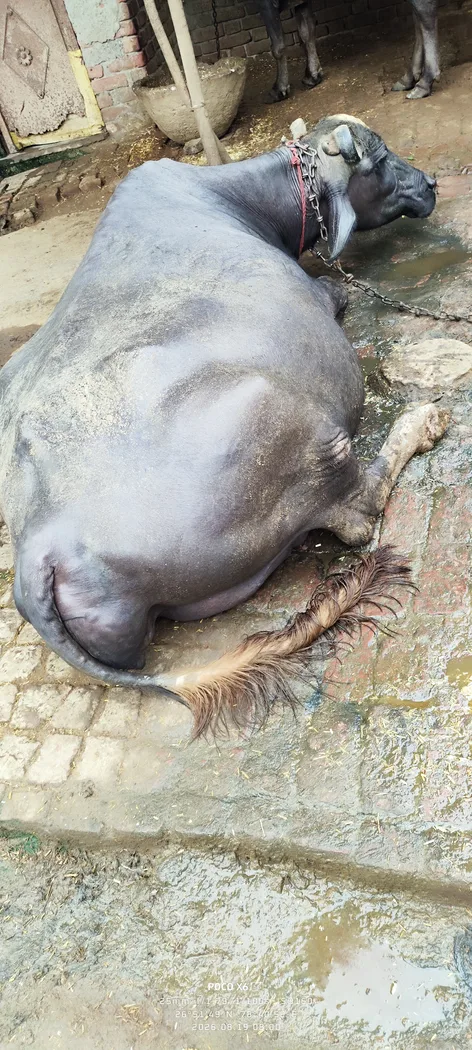 Murrah Buffalo in  UTTAR PRADESH