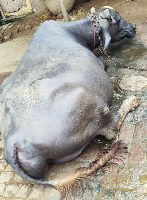 Murrah Buffalo in  UTTAR PRADESH