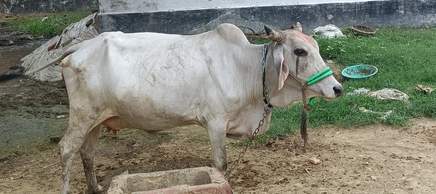 HF Cow in  UTTAR PRADESH